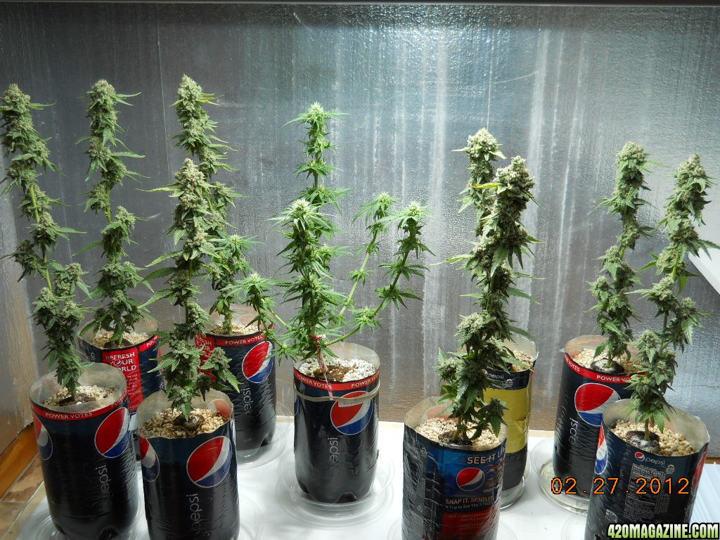 Grow room