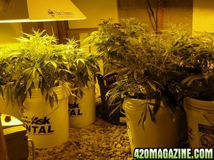 Grow Room