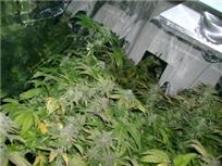 Grow Room