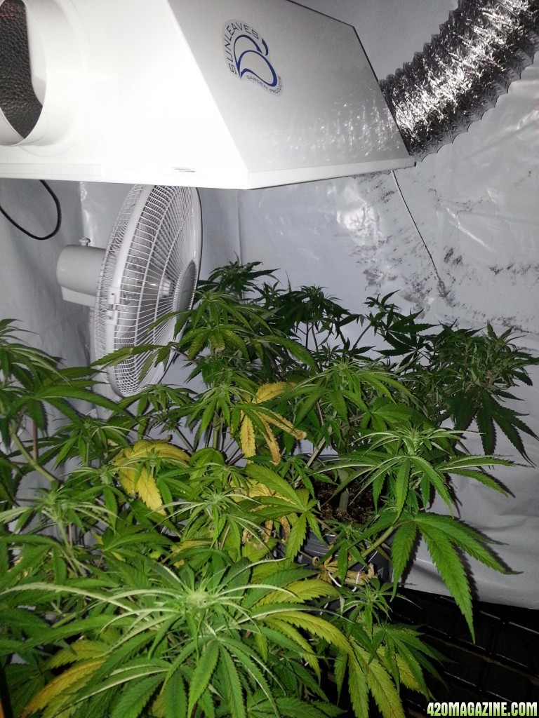 grow room