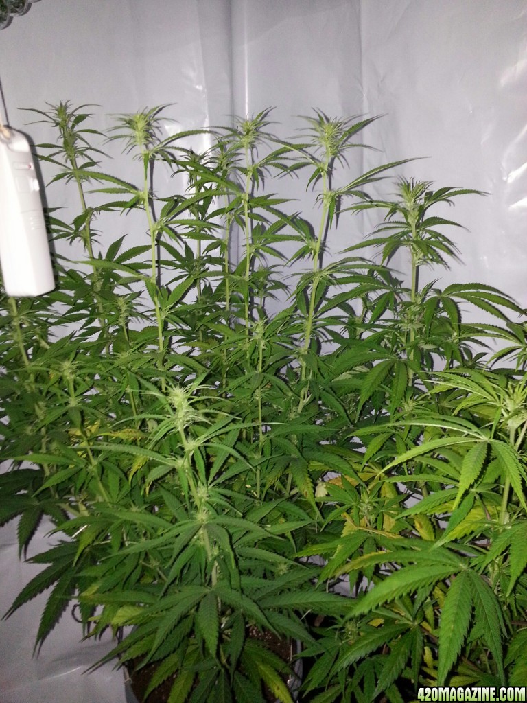 grow room