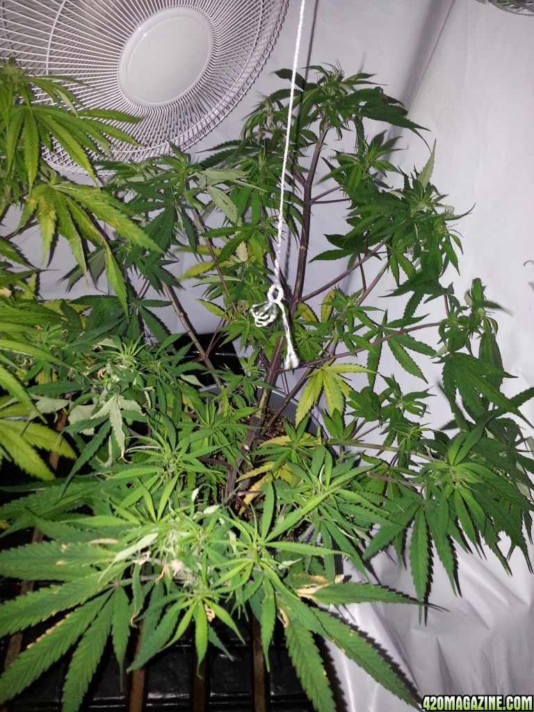 grow room