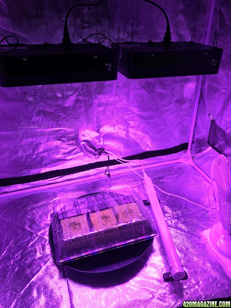 Grow setup