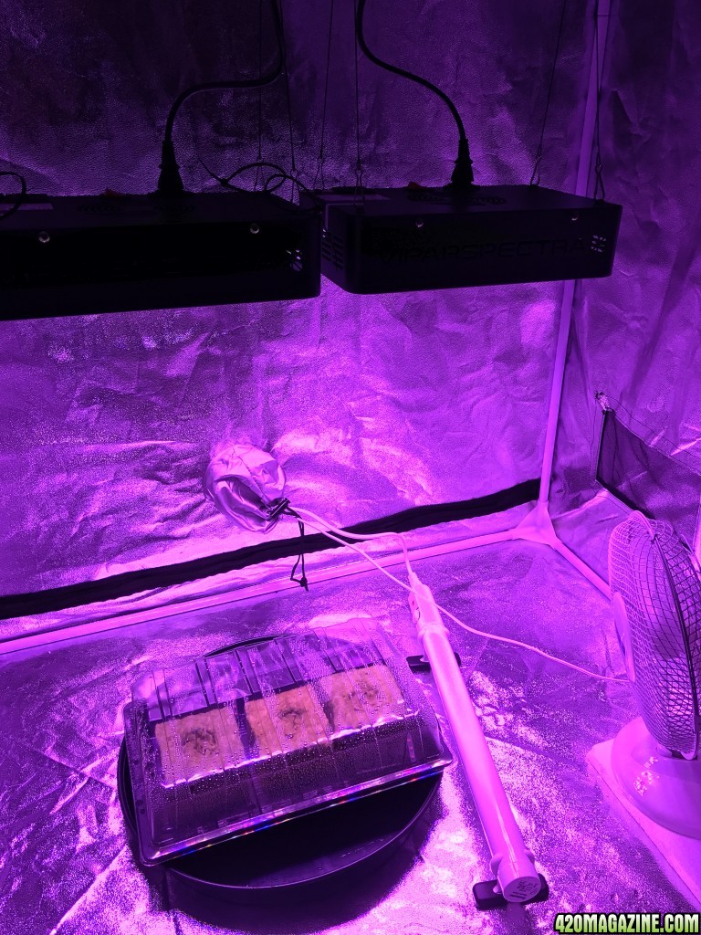 Grow setup