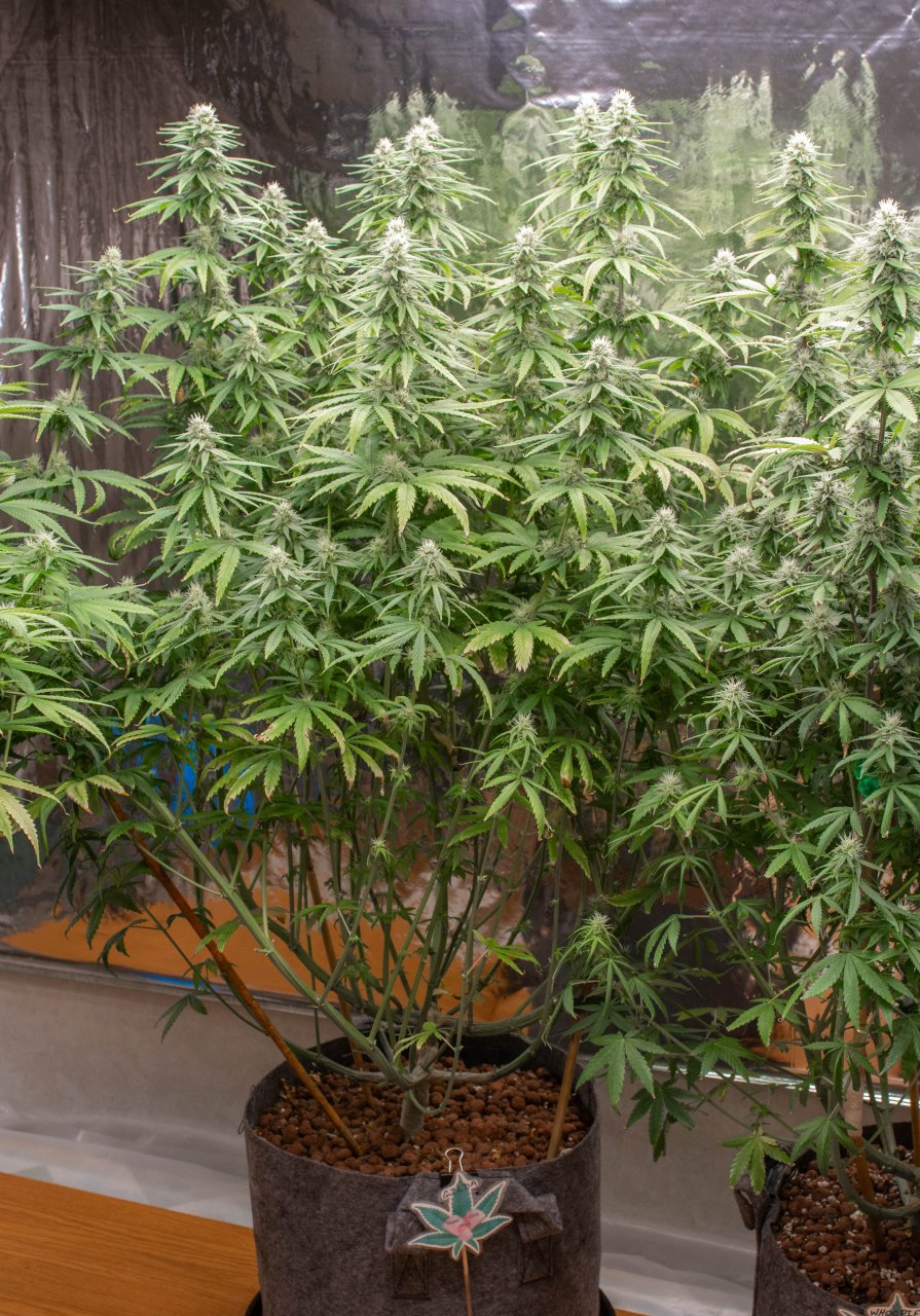 Grow Show Girls Update 8-28-24 Barney's Farm.jpg