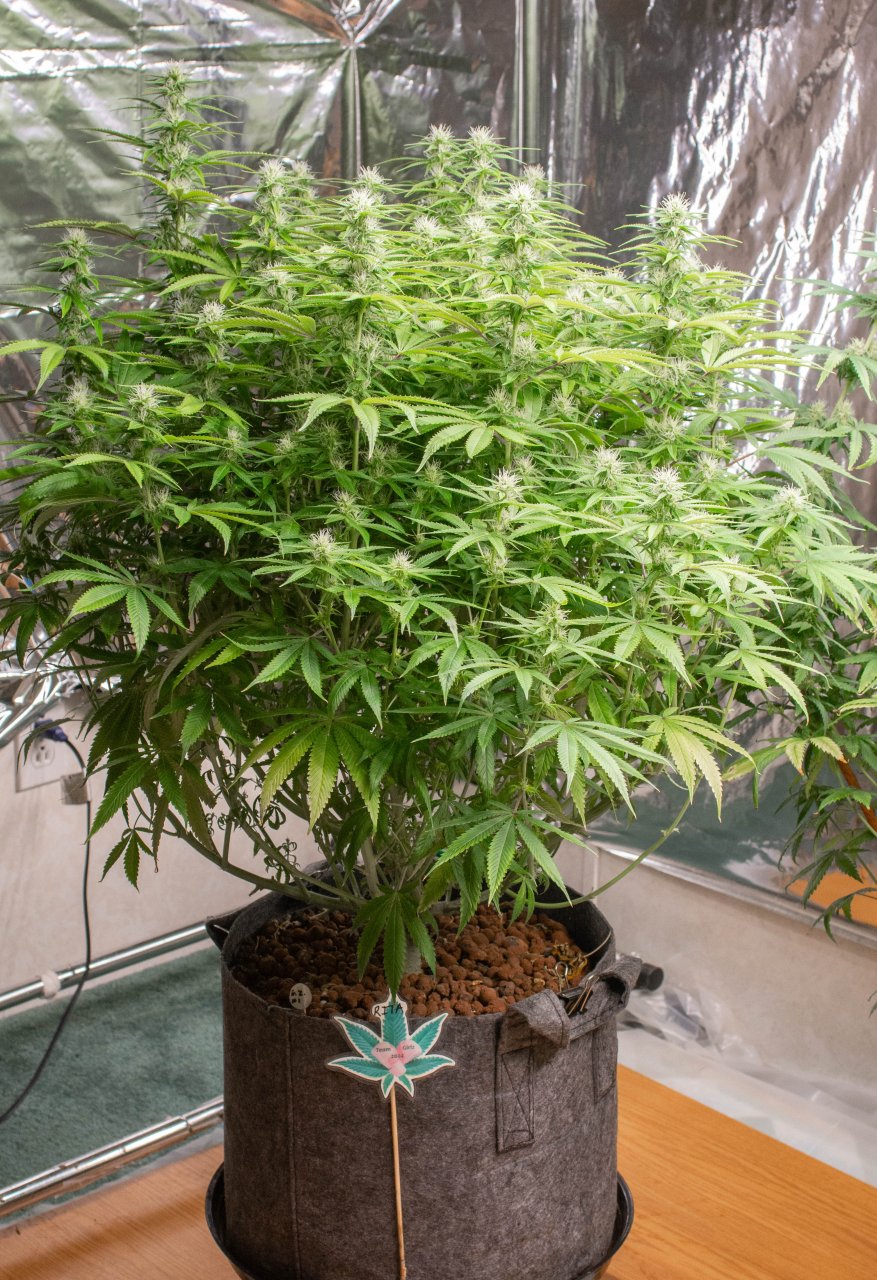 Grow Show Girls Update 8-28-24 Barney's Farm.jpg