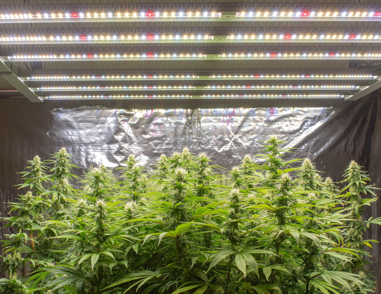 Grow Show Girls Update 8-28-24 Barney's Farm.jpg