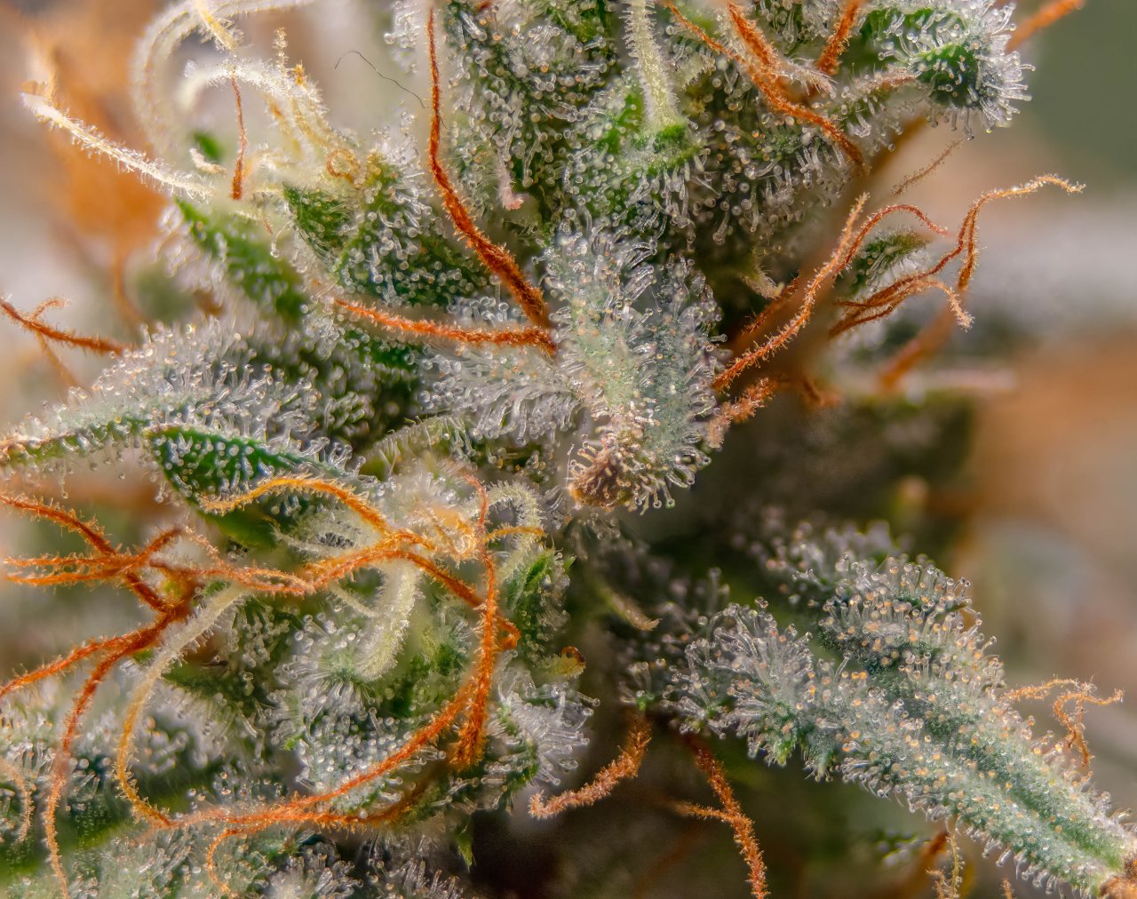 Grow Show Plant Trichomes week 6-ish.jpg