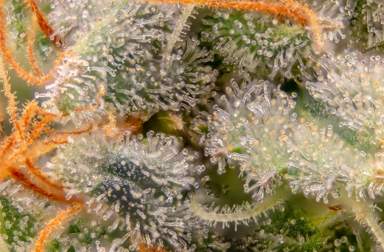 Grow Show Plant Trichomes week 6-ish.jpg