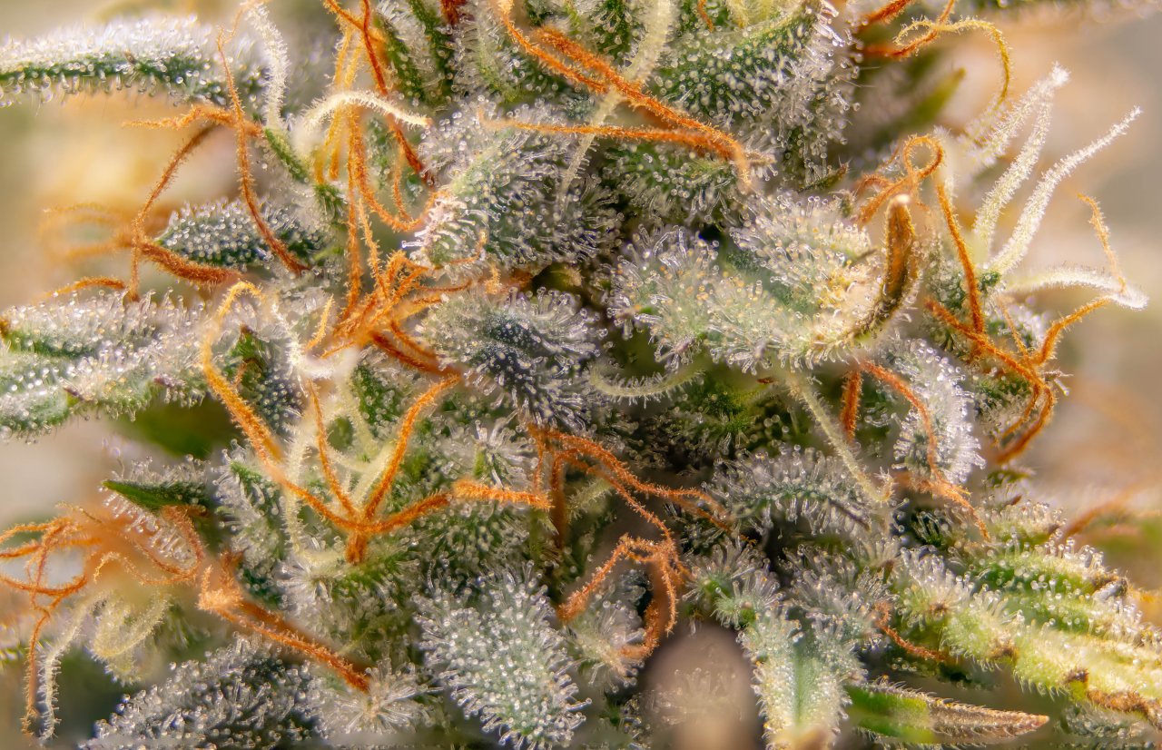 Grow Show Plant Trichomes week 6-ish.jpg