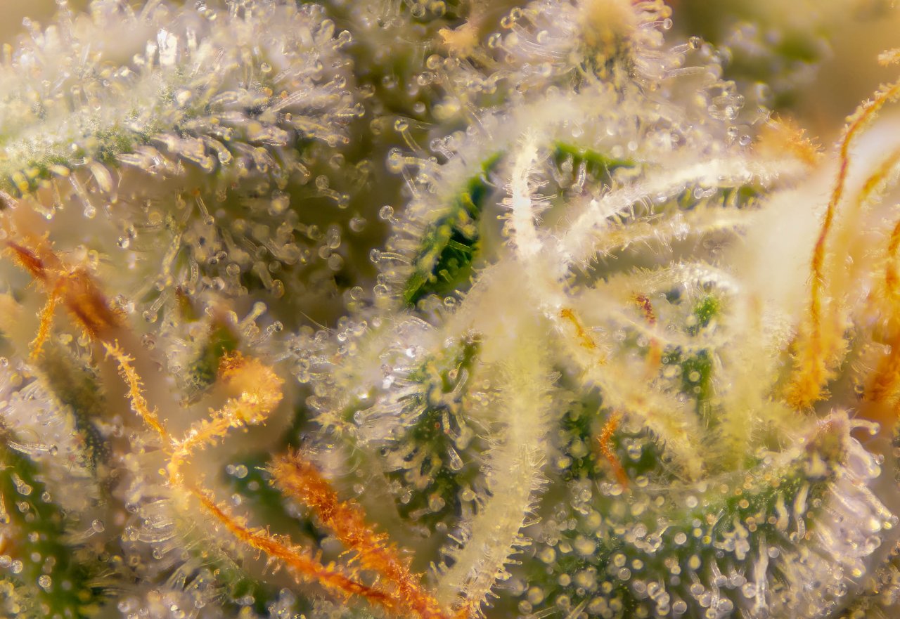 Grow Show Plant Trichomes week 6-ish.jpg