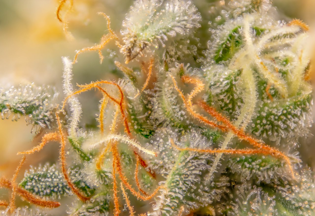 Grow Show Plant Trichomes week 6-ish.jpg