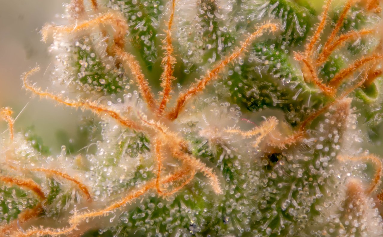 Grow Show Plant Trichomes week 6-ish.jpg