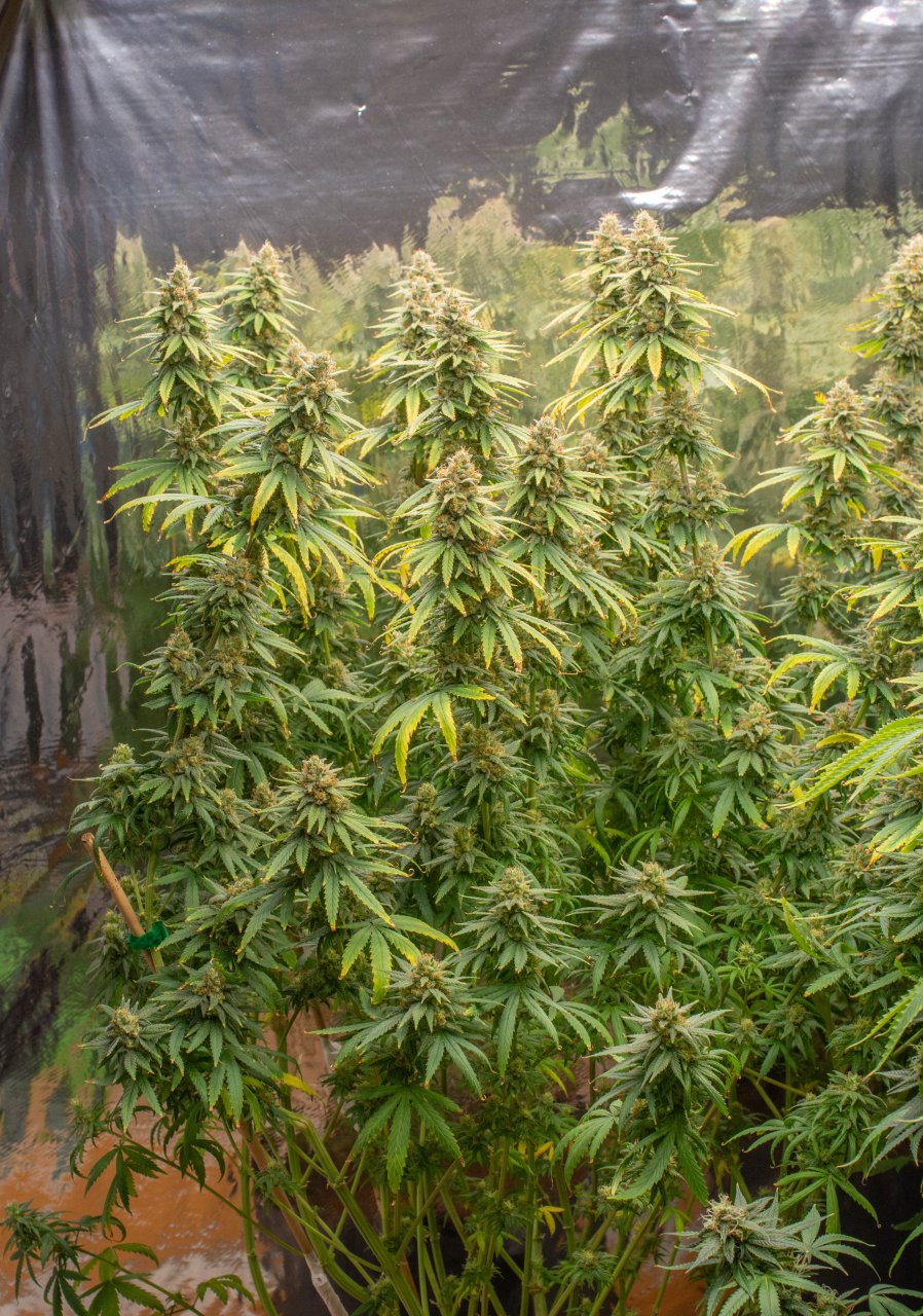 Grow Show Plants Day 47 Flower.jpg