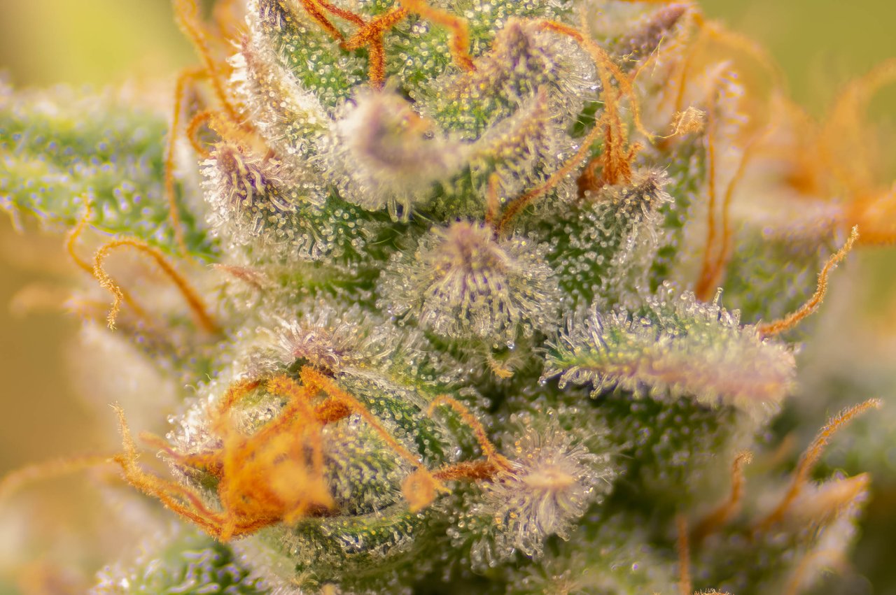 Grow Show Plants Day 49 flower Barney's Farm.jpg