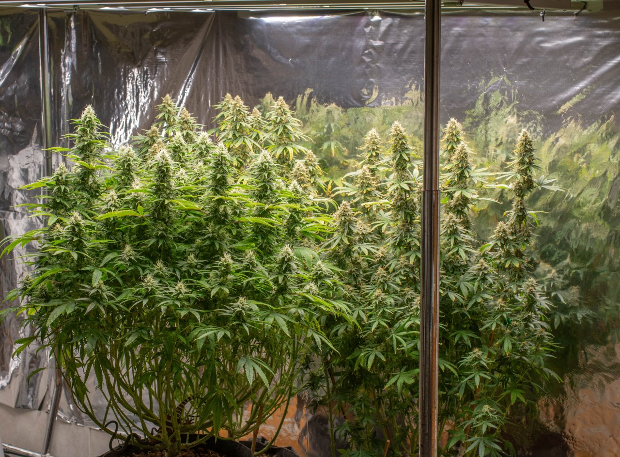 Grow Show Update 9-11-24.jpg