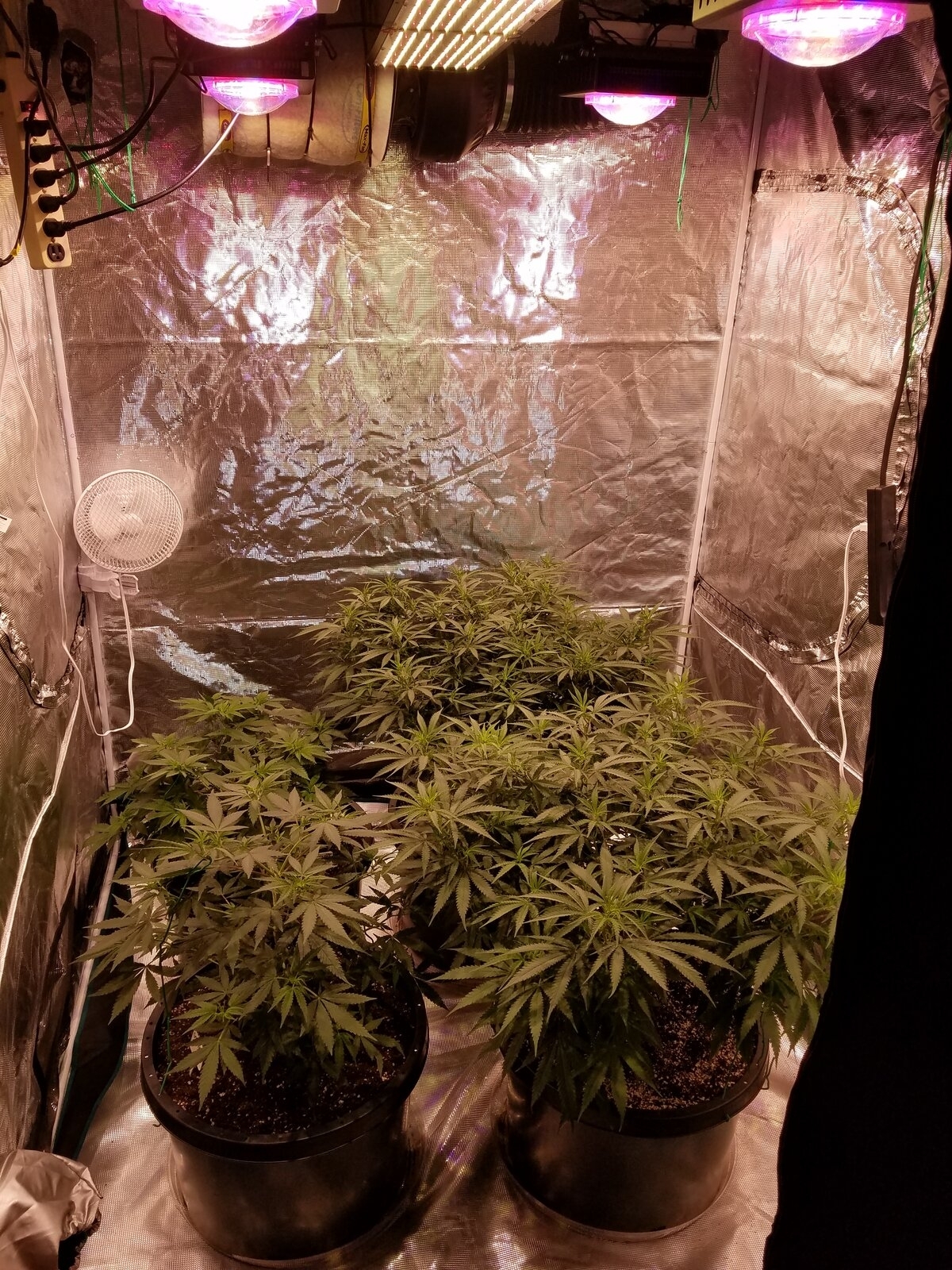 Grow tent 1 20 2020 .jpg