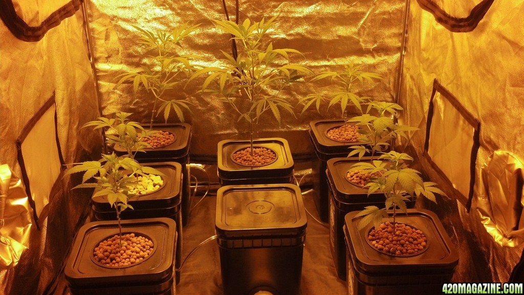 Grow Tent 1 - The Next Generation