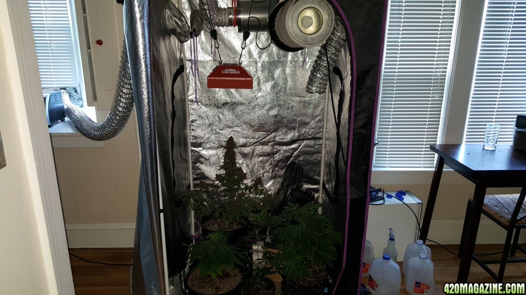 Grow Tent #2