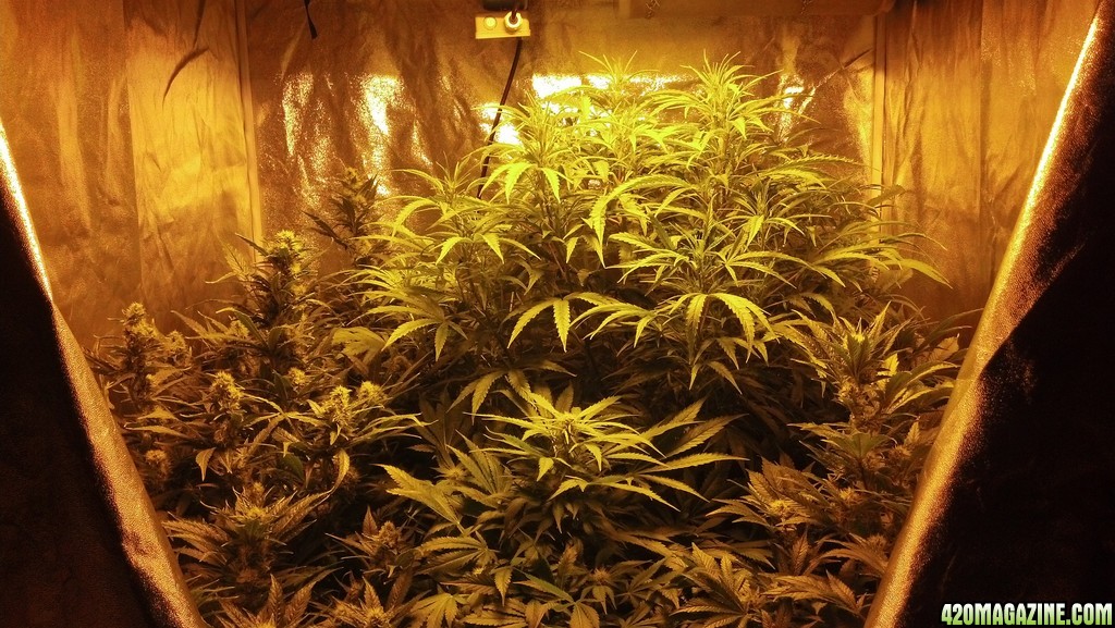 Grow Tent 2