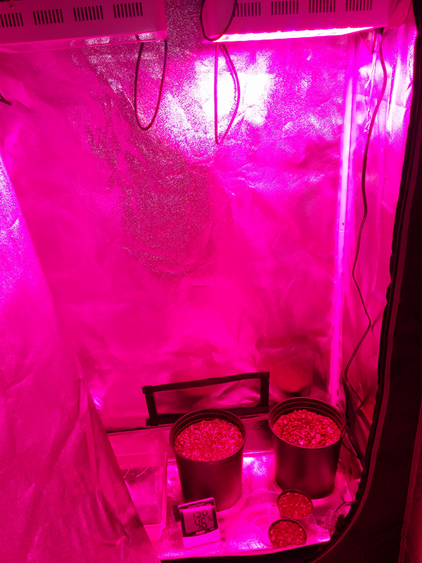 Grow tent 2