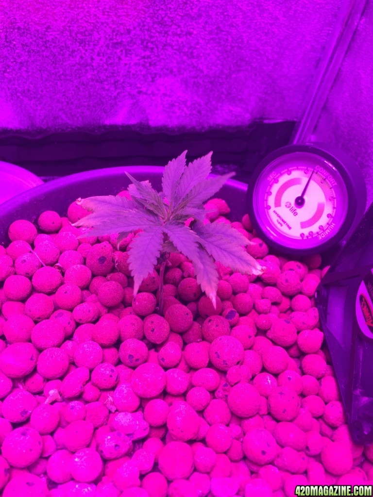 Grow Tent 2015