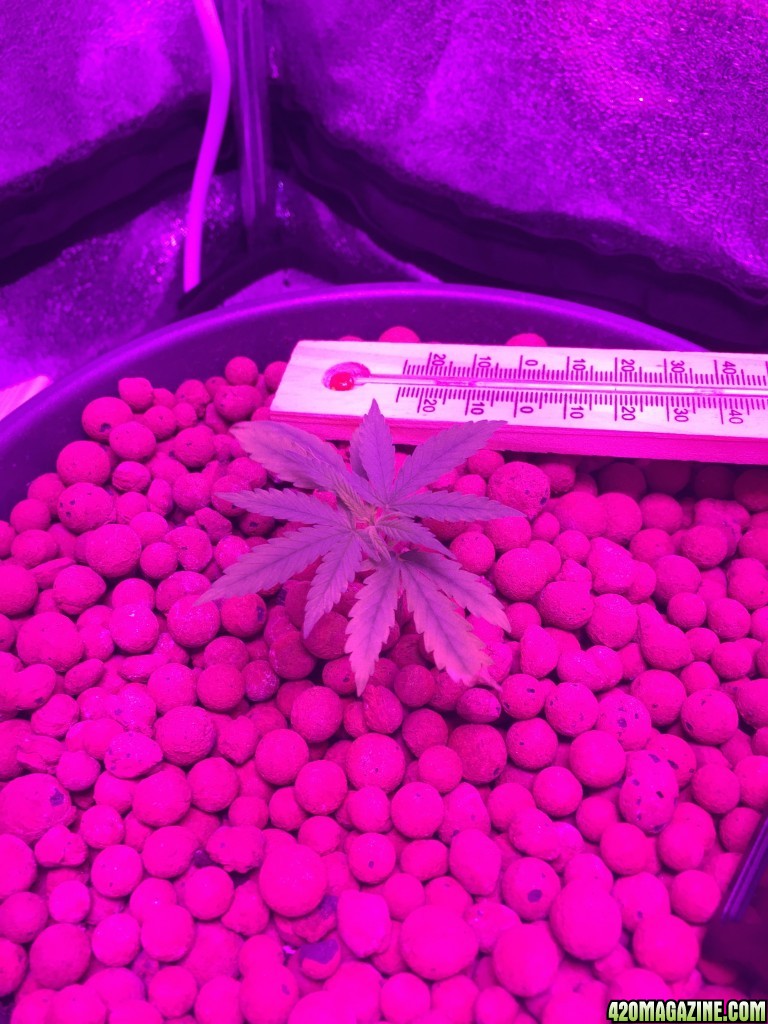 Grow Tent 2015