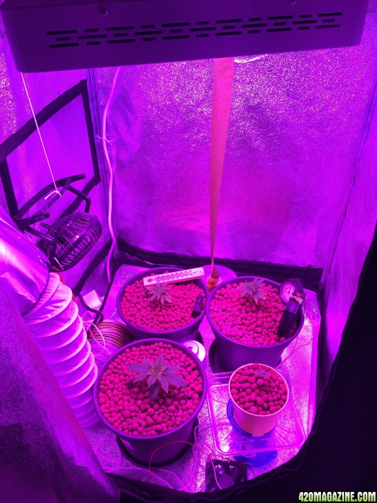 Grow Tent 2015