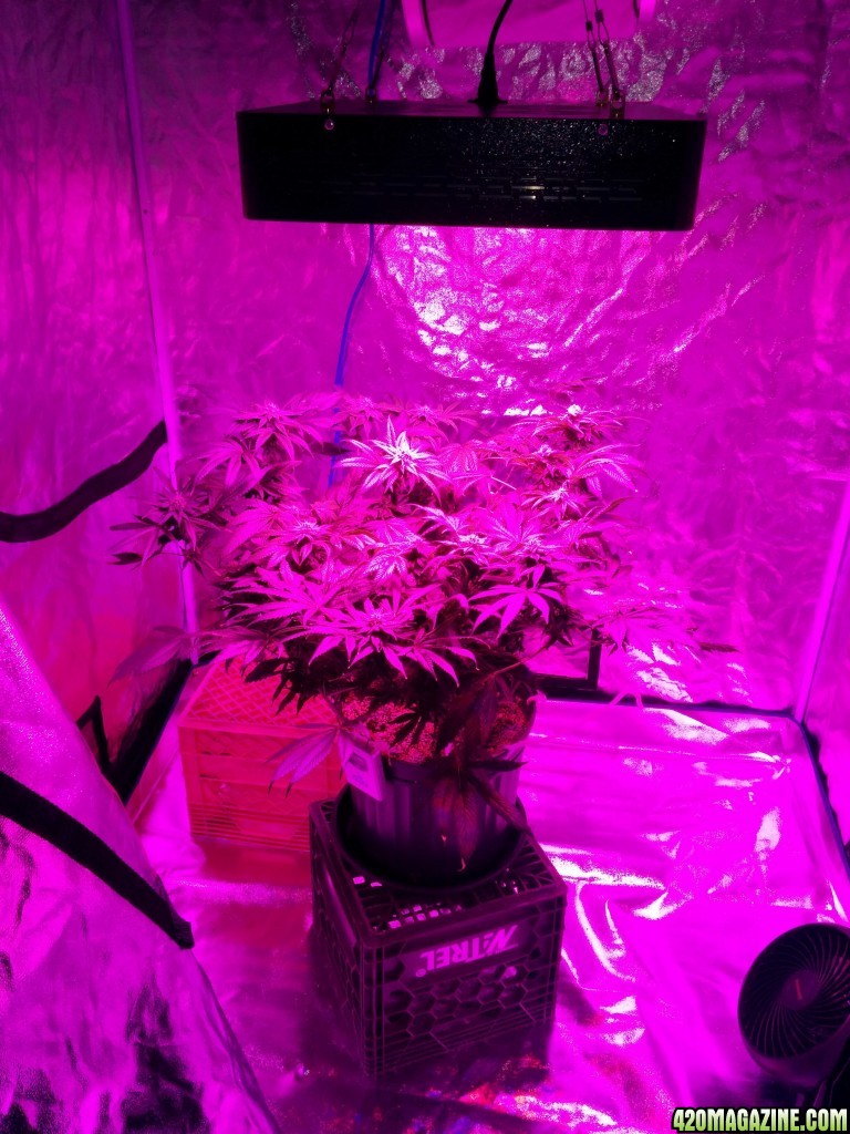 Grow tent &amp; LED