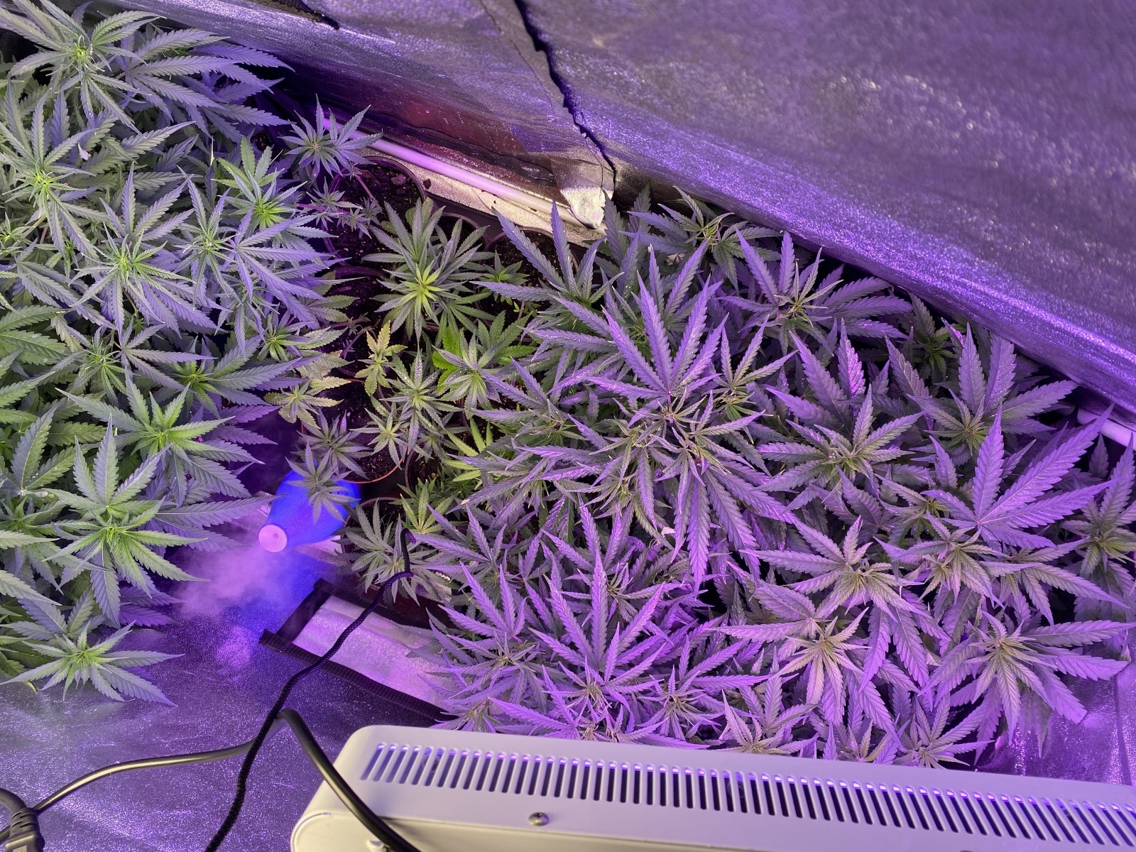 grow tent clones.jpg