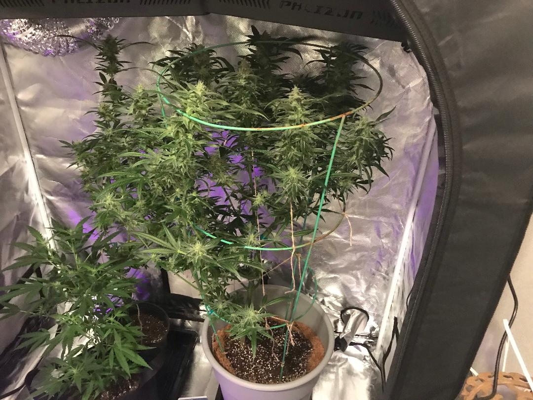 Grow tent.jpg