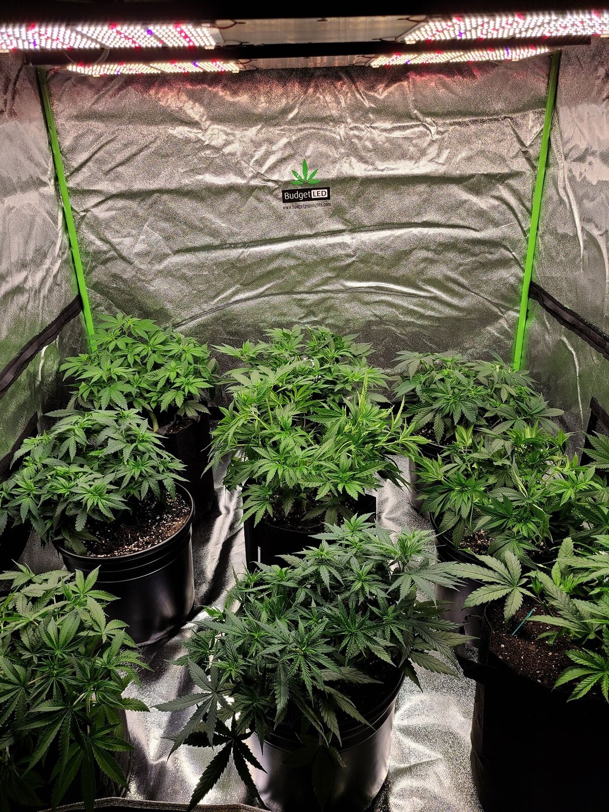 grow tent set up.jpg