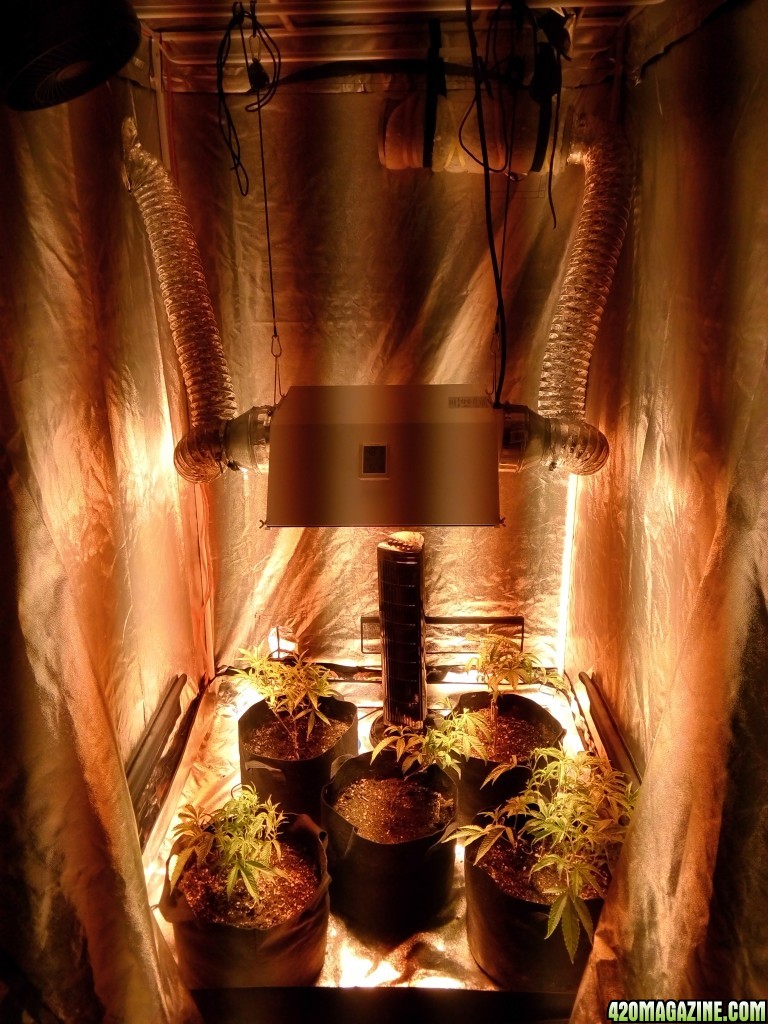 Grow Tent setup