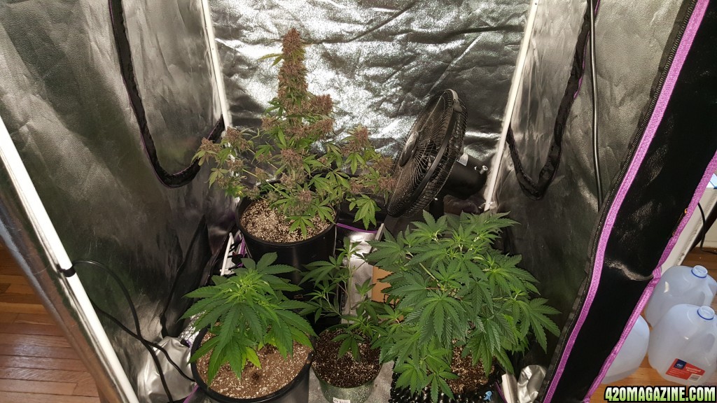 Grow Tent