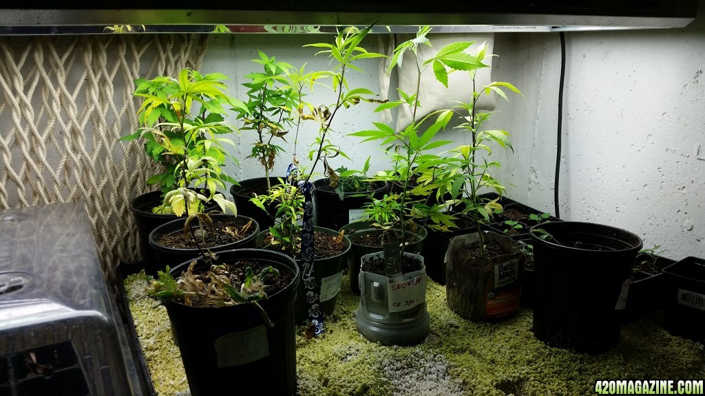 Grow update: after vacation