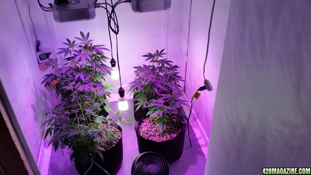 Grow Update