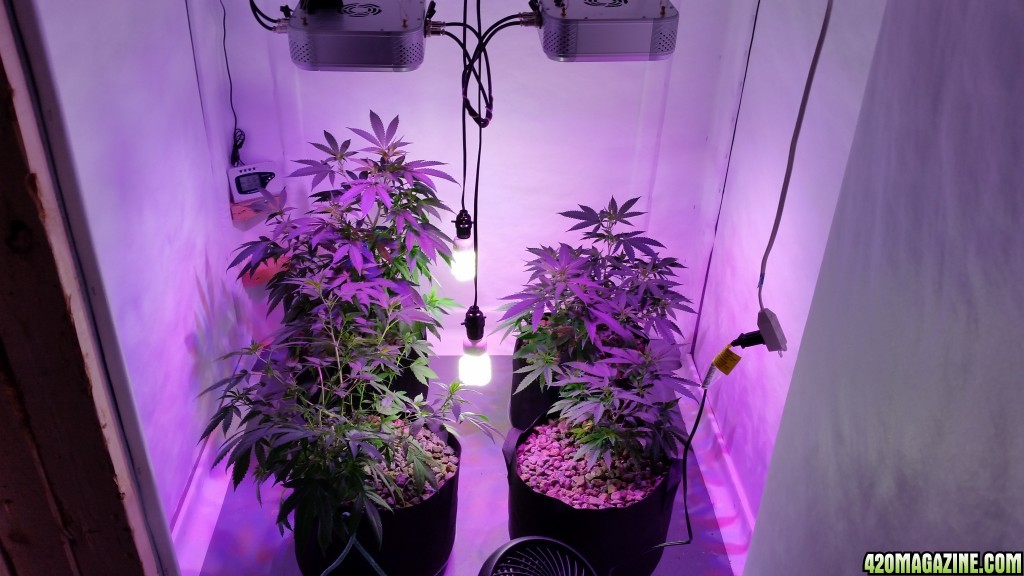 Grow Update