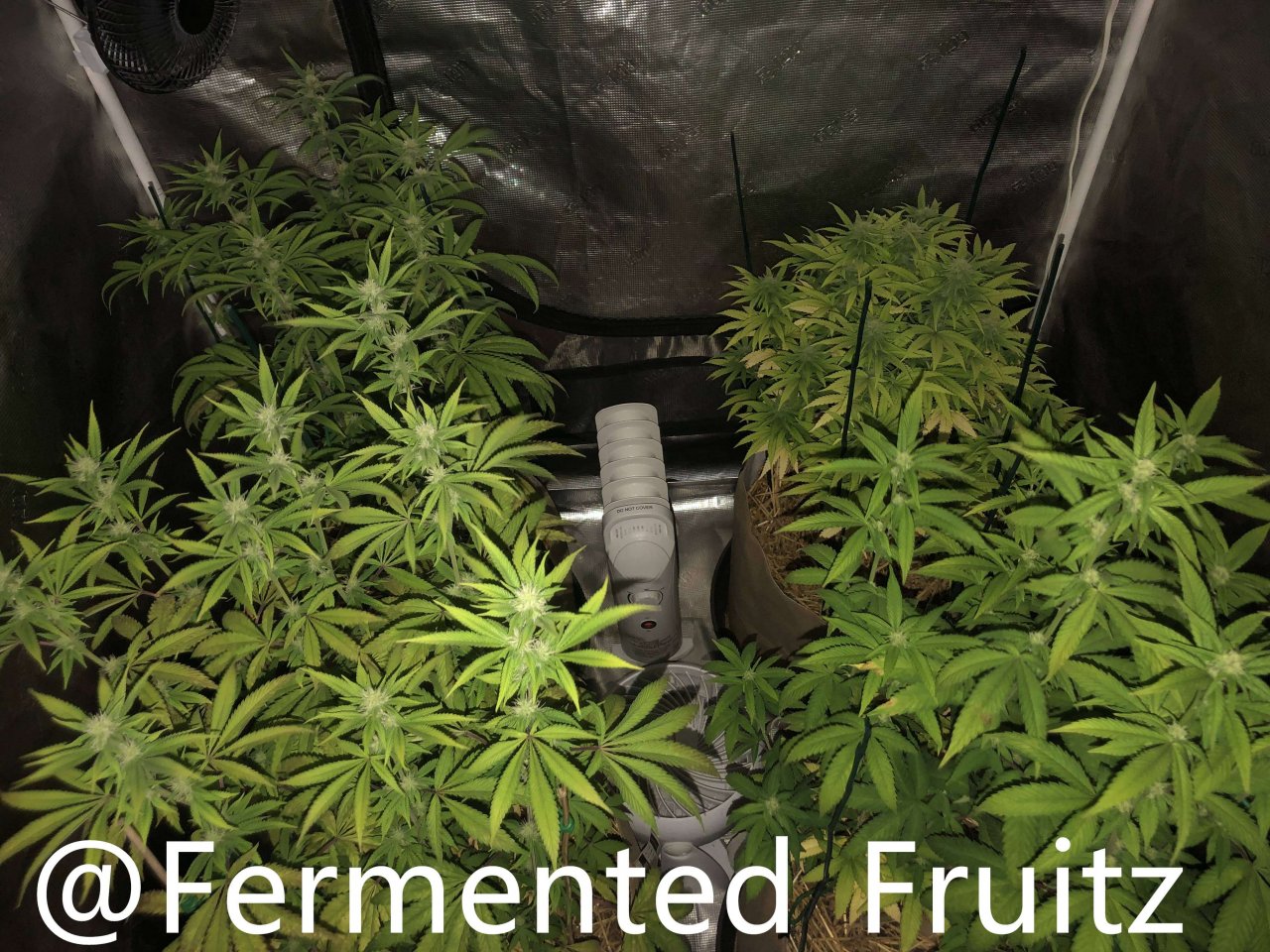 grow-with-medic-grow-fold-8-20211003-11.jpg