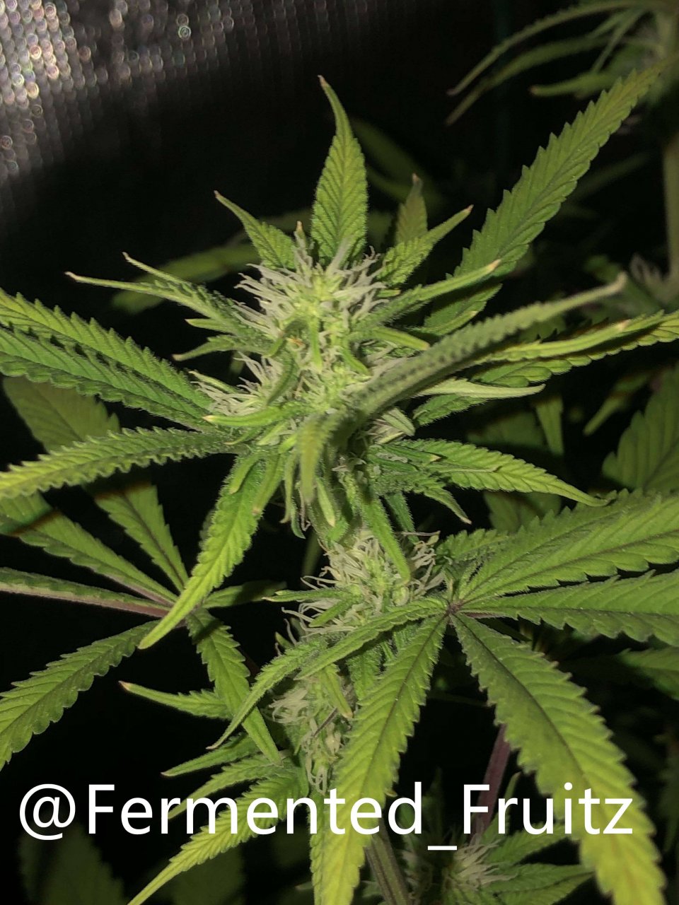 grow-with-medic-grow-fold-8-20211003-8.jpg