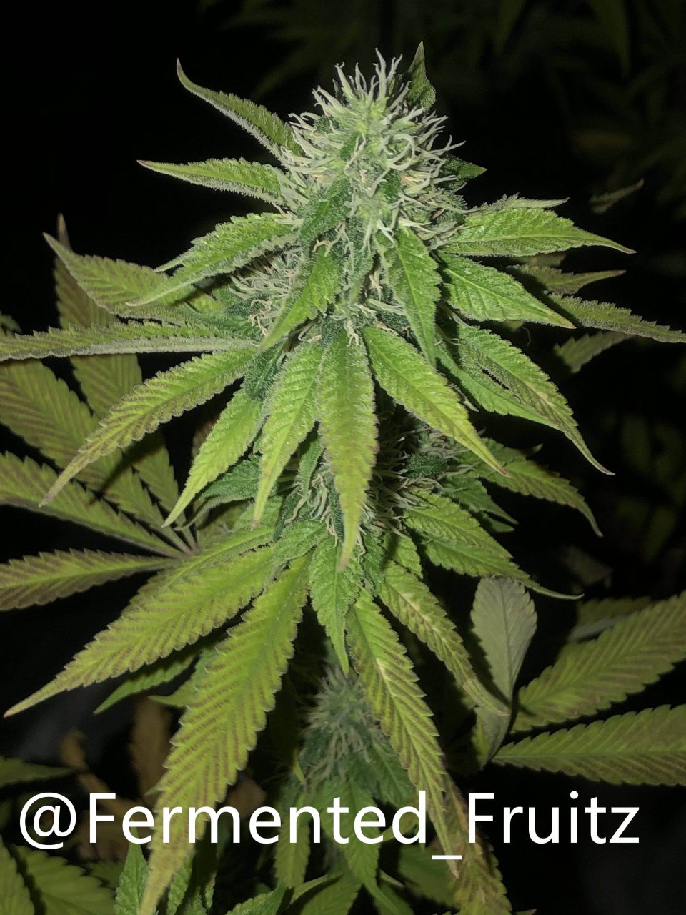 grow-with-medic-grow-fold-8-20211015-2.jpg