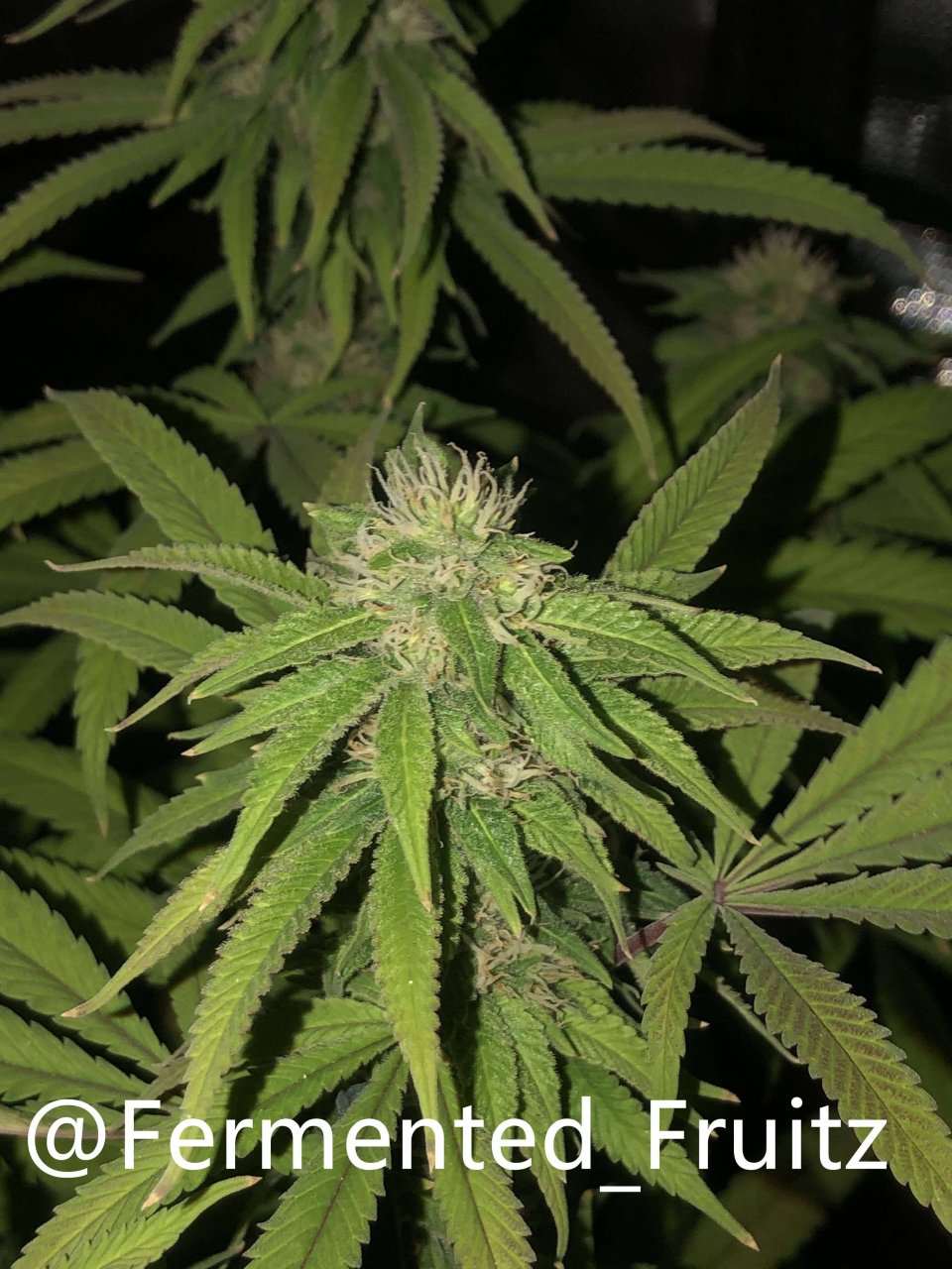 grow-with-medic-grow-fold-8-20211015-3.jpg