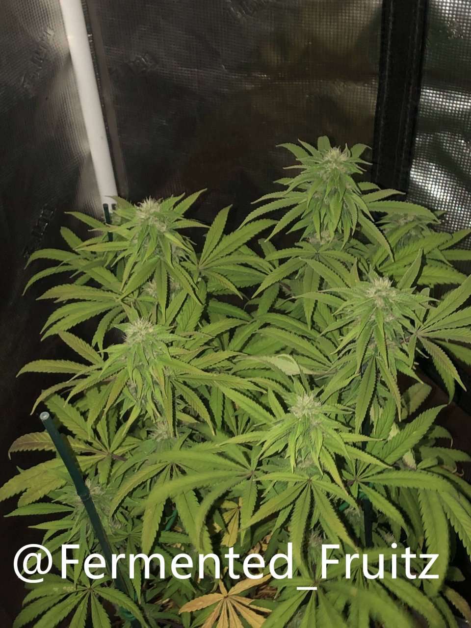 grow-with-medic-grow-fold-8-20211015-5.jpg