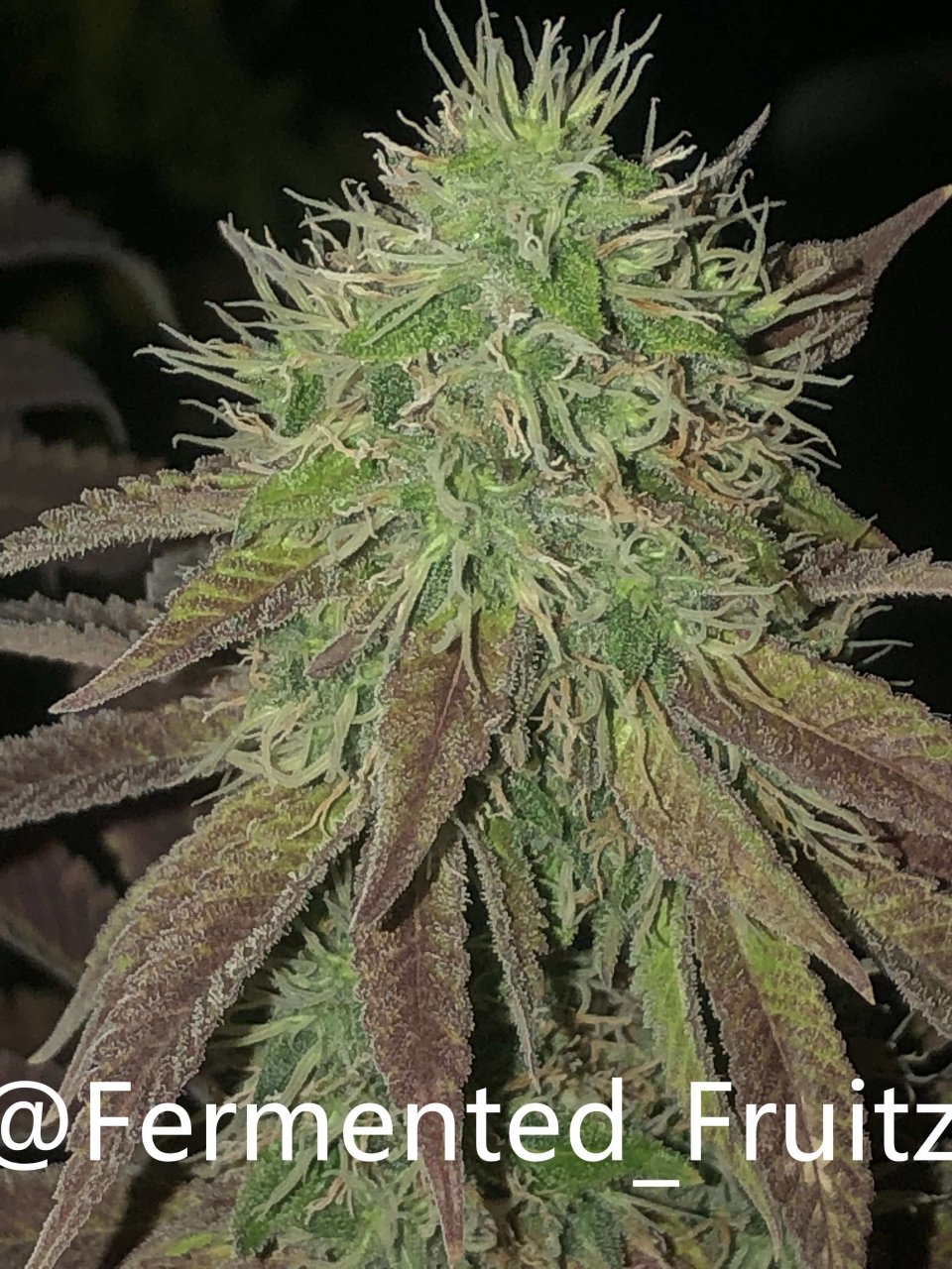 grow-with-medic-grow-fold-8-20211031-1.jpg