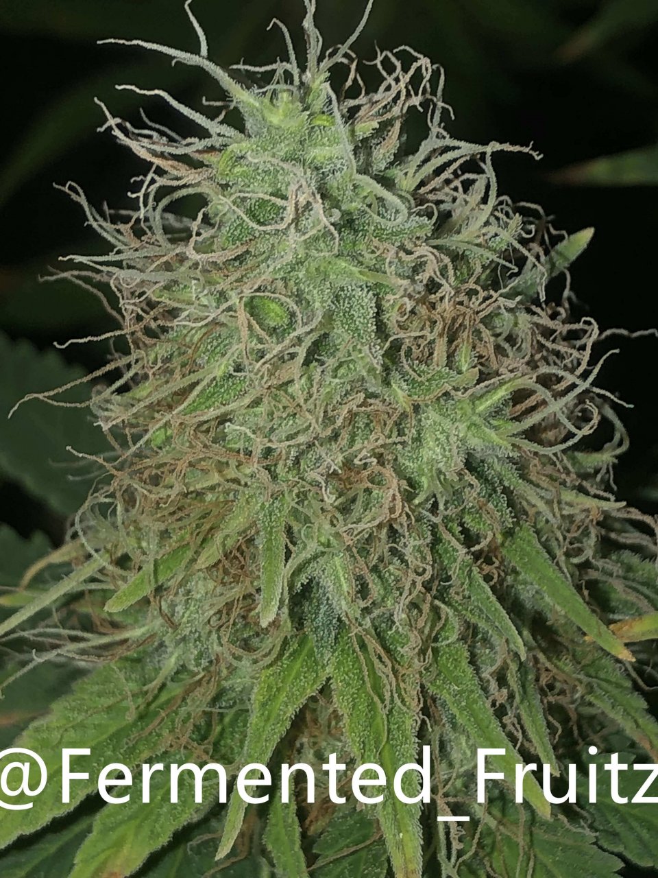 grow-with-medic-grow-fold-8-20211031-6.jpg