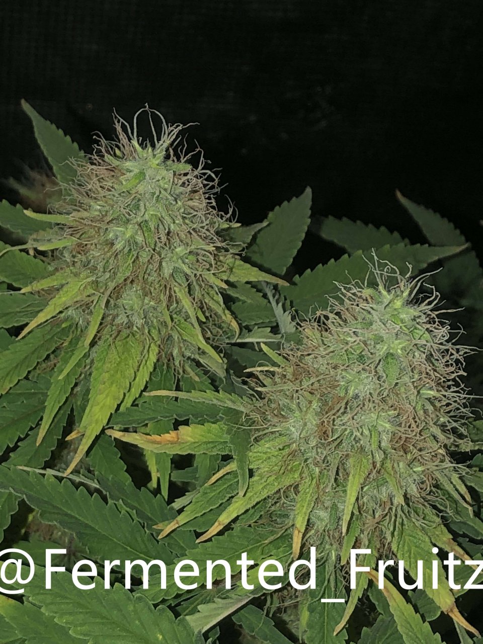 grow-with-medic-grow-fold-8-20211031-7.jpg