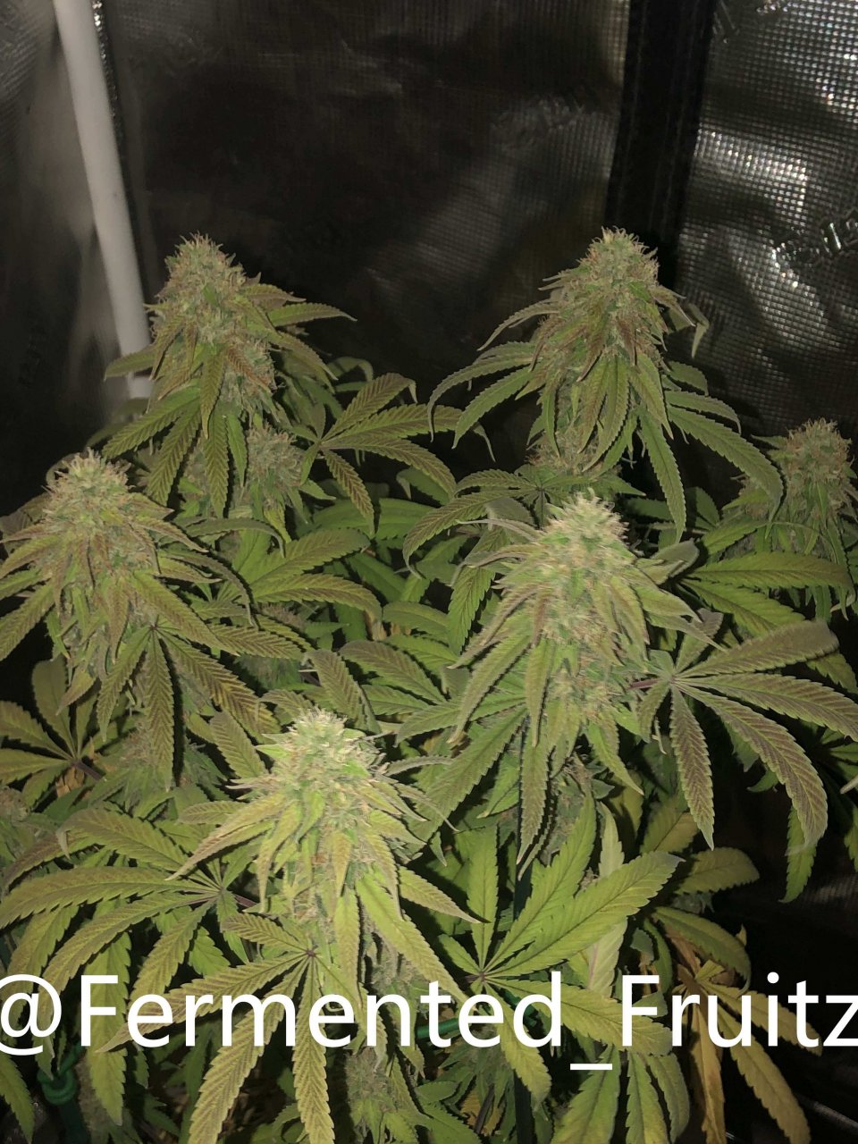 grow-with-medic-grow-fold-8-20211031-8.jpg