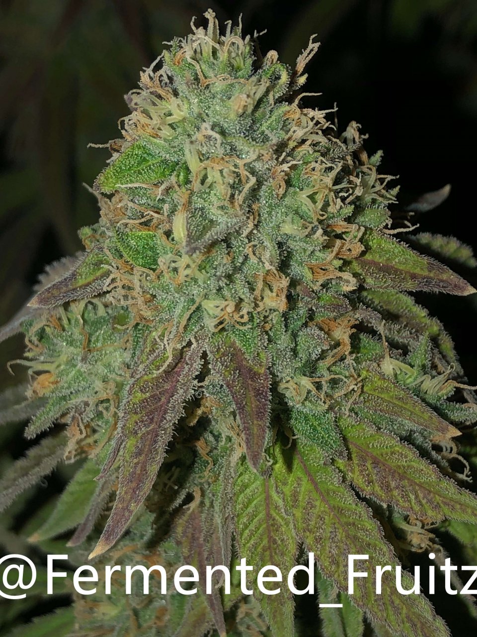 grow-with-medic-grow-fold-8-20211107-2.jpg