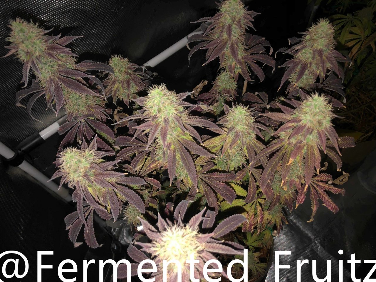 grow-with-medic-grow-fold-8-20211107.jpg