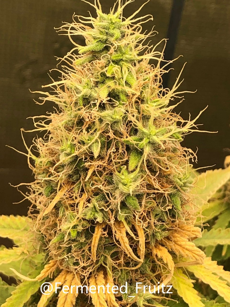 grow-with-medic-grow-fold-8-20211116-2.jpg