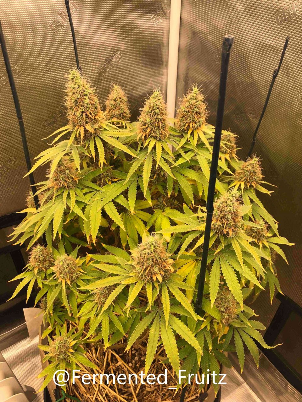 grow-with-medic-grow-fold-8-20211116-5.jpg